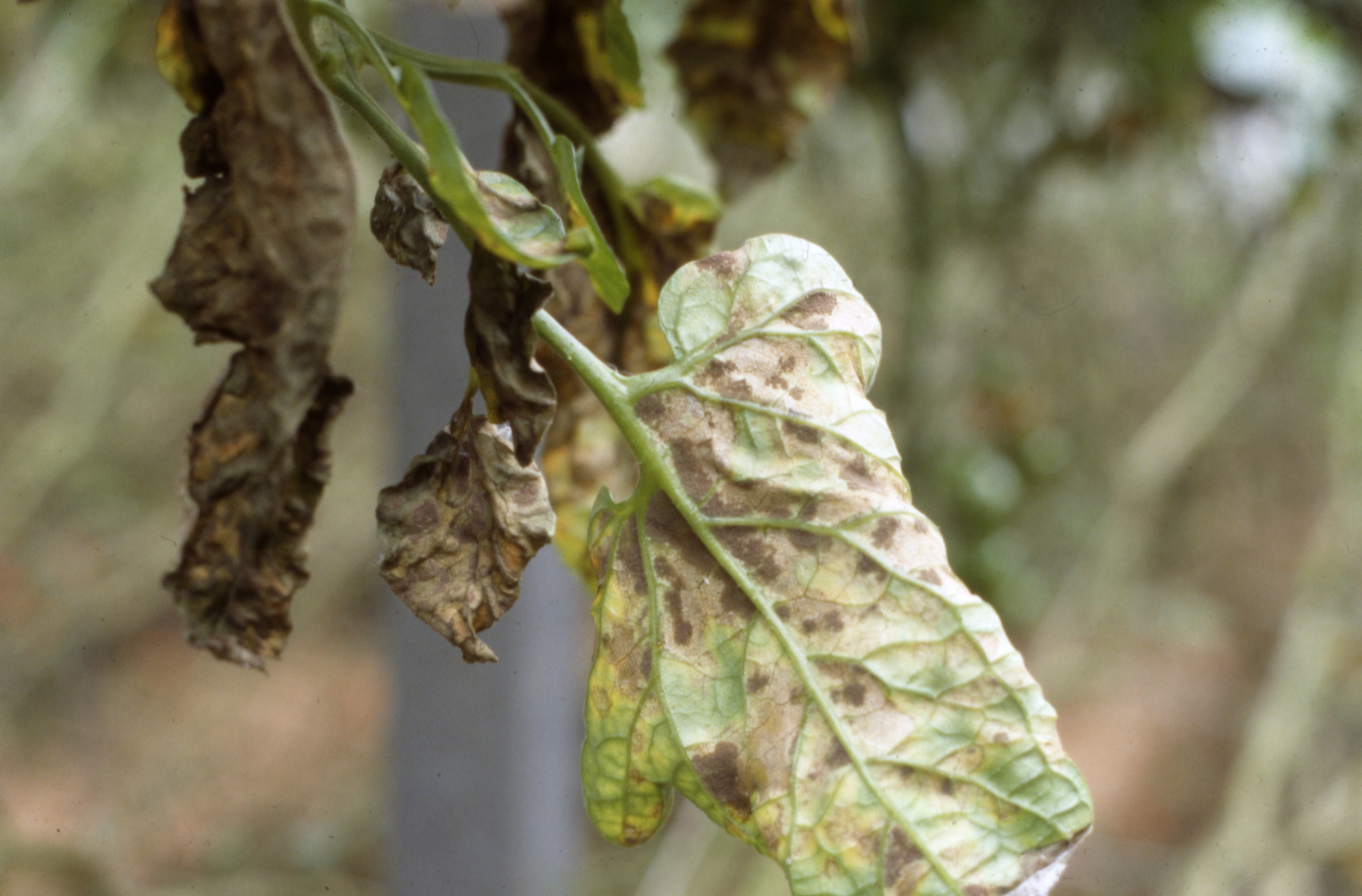 Severe symptomatic wilting leaf caused by tomato leaf mould. Copyright Dave Kaye, RSK ADAS.